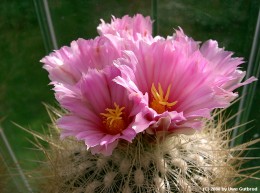 Thelocactus macdowellii
